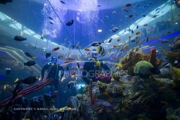 Image du Maroc Professionnelle de  Des hommes grenouilles s’activent au nettoyage du récif de corail de l’Aquadream, un aquarium massif de 1.000.000 L, conçu et construit par International Concept Management (ICM). Les visiteurs ont la possibilité de faire de la plongée sous-marine à l'intérieur de l'aquarium pour cela ils seront  accompagné par un instructeur professionnel, pour d’autre la possibilité de faire un tour à travers le centre pour découvrir environ 40 espèces différentes de poissons.  Située sur le Boulevard de la Corniche Boulevard de L'Océan Ain Diab, à Casablanca, Vendredi 16 Décembre 2011. (Photo / Abdeljalil Bounhar) 